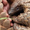Pangolin: Kulu'nun Yolculuğu - Netflix